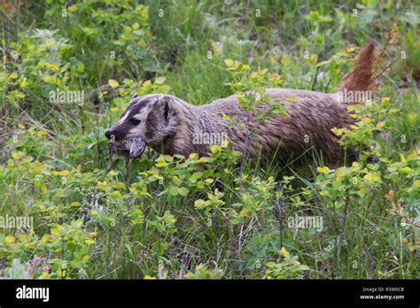 American Badger with meal Stock Photo - Alamy