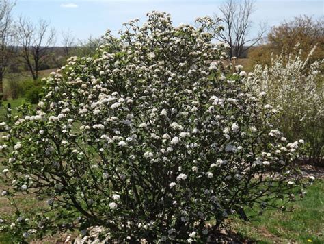 Burkwood Viburnum Care And Complete Growing Guide