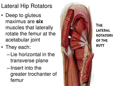 PPT - Lateral and Medial Hip Rotators PowerPoint Presentation, free download - ID:3882193