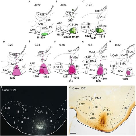 Frontiers | Afferent and Efferent Connections of the Cortex-Amygdala ...