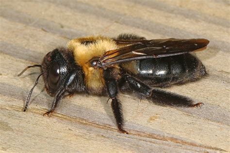 The good and the bad of carpenter bees: Can we get along? – Maryland Grows