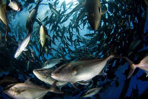 Types of Fish Farming In India