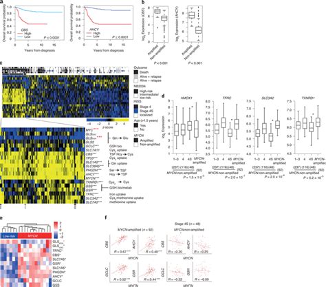 Gene and protein markers indicating ferroptosis sensitivity in high ...