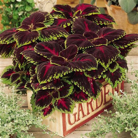 Red Coleus Foliage Plant Seed - Coleus Red Kong Flower Seed | Foliage plants, Flower seeds, Plants