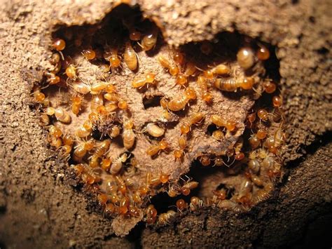 Subterranean Termites Treatment - How to Get Rid of Subterranean