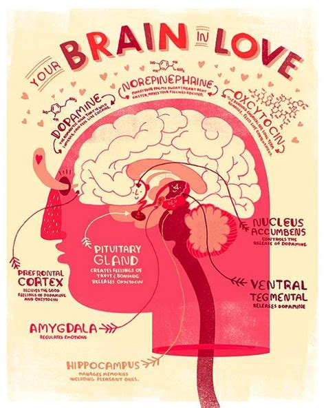 Your brain’s role in love: find out why love is intoxicating - Nexus Newsfeed