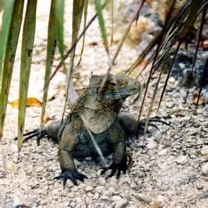 Blue Iguana - Facts, Diet, Habitat & Pictures on Animalia.bio