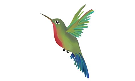 Hummingbird Transparent | Free download on ClipArtMag