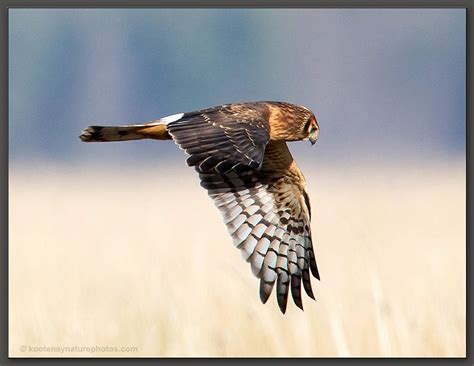 Female Northern Harrier Hawk by kootenayphotos on DeviantArt