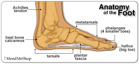 Bursitis in the Foot