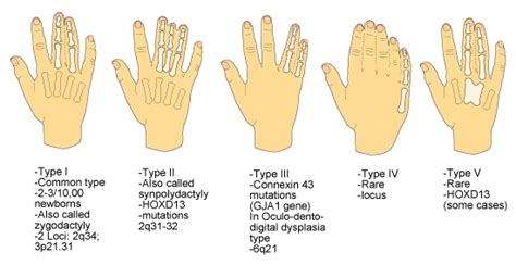 Types Of Mutations In Humans