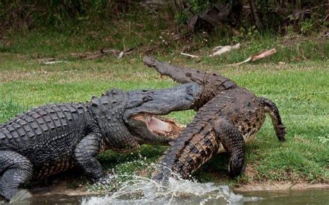 Tropical Ospreys: See you later alligator. In a while crocodile