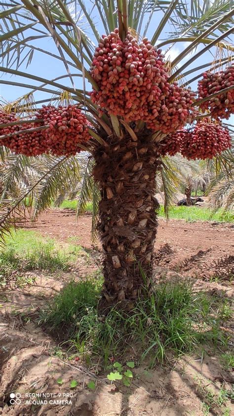 Full Sun Exposure Red Khajoor Tree, For Garden, Devku Nursery | ID ...