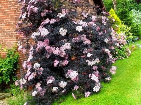 Sambucus 'Black Beauty®' Elderberry 8'' Pot - Hello Hello Plants & Garden Supplies