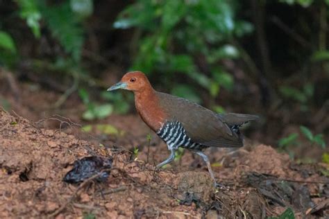 Thattekad Bird Sanctuary - Nature Explorers India