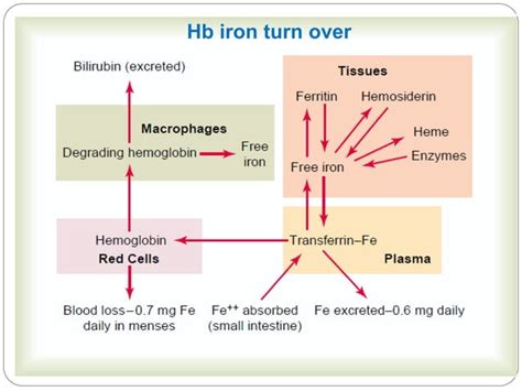 Iron metabolism