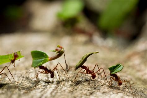 I’m a gardening pro - how to get rid of ants cheaply & quickly using ingredients you’ll already ...