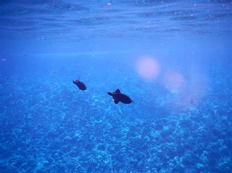 Molokini Crater Snorkeling | Credit Carrots