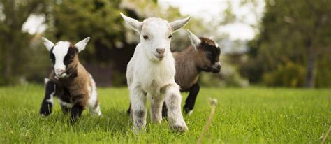 Baby goats born | News from The Olde House