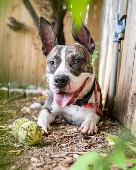 Pet of the Week: 2023 pets - WTOP News