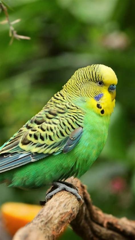 Budgerigar | Bird Breed | Information | Pictures and Characteristics | Animal mashups ...