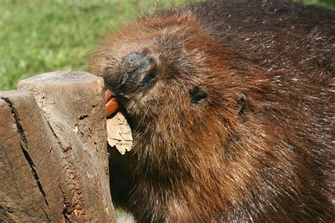 Beaver Teeth Stock Photos, Pictures & Royalty-Free Images - iStock