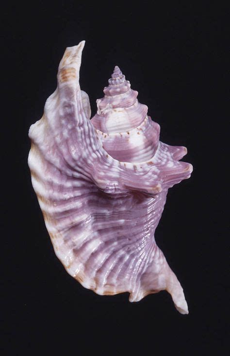 40 best Conch Shells images on Pinterest | Conch shells, Sea shells and Shells