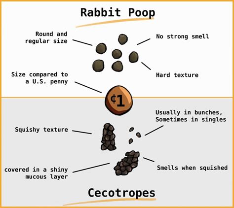 17 Ways To Know If Your Rabbit Is Sick