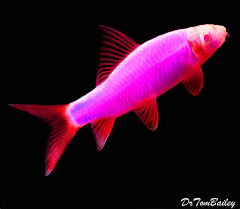 Premium Galactic Very-Purple GloFish Rainbow Shark