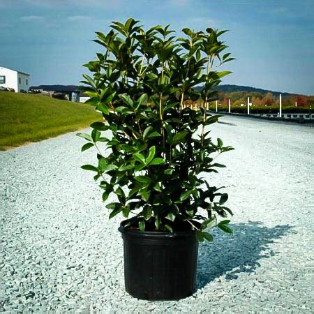 Osmanthus Tea Olive For Sale Online | The Tree Center™