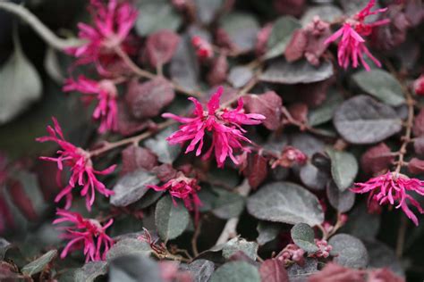 How To Grow And Care For Loropetalum