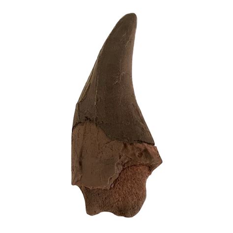 T.Rex Tooth Replica Fossil - Earthy Look Finish by TRIASSICA – Triassica