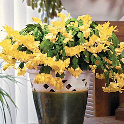 Yellow Holiday Cactus | E-Burgess - Seed & Plant Co.