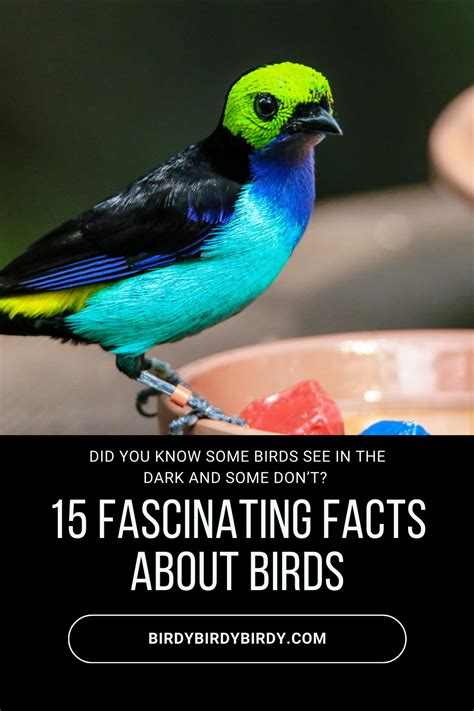 Fun Facts About Birds You May Not Know! in 2024 | Fun facts about birds ...