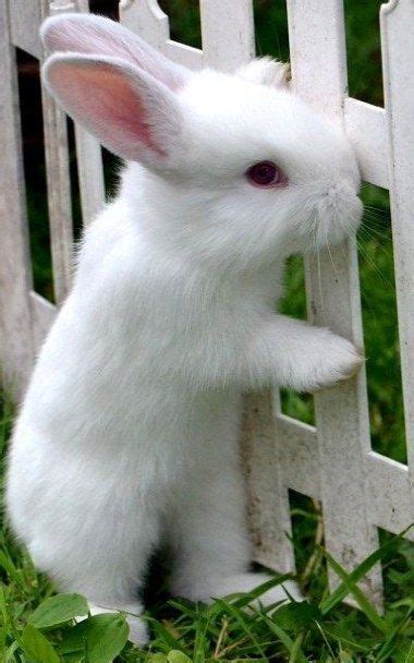 Cuddly rabbit #rabbitoftheday | Cute animals, Animals beautiful, Baby ...