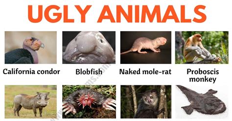 Ugly Animals Names