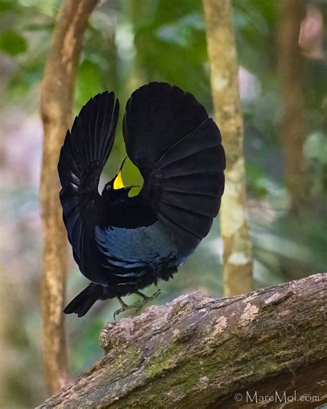 The resplendent Victoria's Riflebird in mating display- Far Nth QLD. Pt 1. | Backcountry Gallery ...