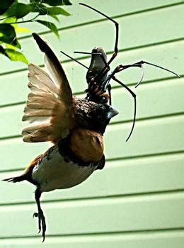 Male Goliath Bird Eating Spider : World's largest known spider (Guiness Book of World Record ...