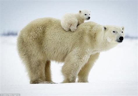 Cute white bear cubs. Page 1