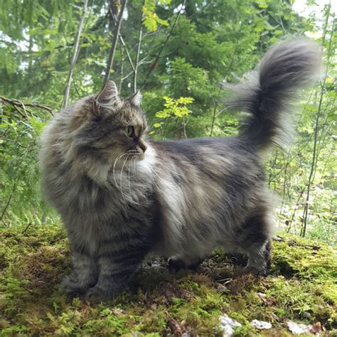 a long haired cat standing on top of a moss covered ground in front of trees