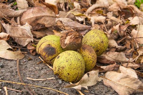 How to Harvest and Process Black Walnuts - Backyard Forager