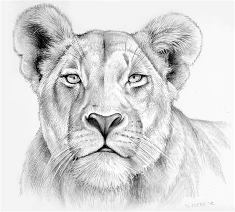 Lioness in pencil | Pencil drawings of animals, Animal sketches, Lion ...