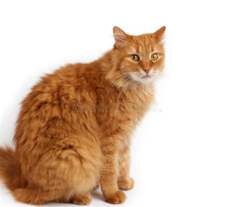 Fluffy Cat Is Sitting Sideways. On A White Background Stock Photo ...