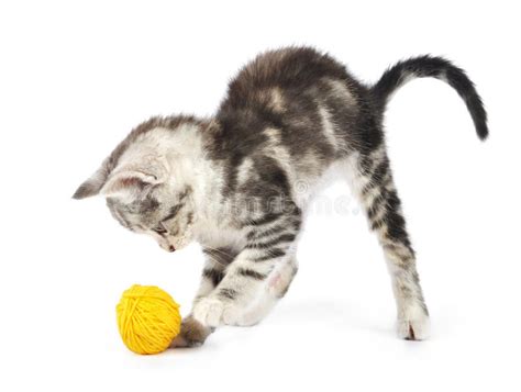 Grey kitten playing stock image. Image of furry, kitten - 26631735