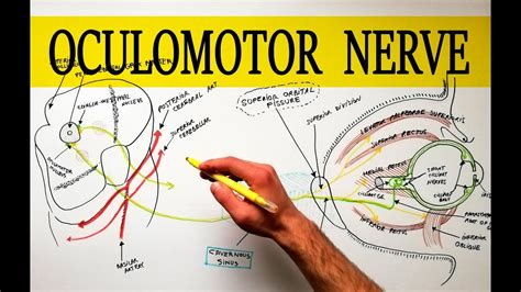 Oculomotor Nerve - Anatomy Tutorial | Made easy! - YouTube