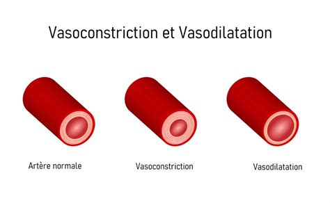 Vasoconstriction : définition, causes, effets | Pharmacie de la Michaille