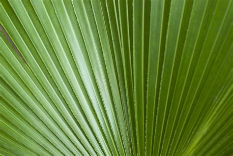 Free Stock Photo 6309 Abstract background palm frond | freeimageslive