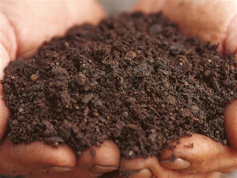 Make the Most of Your Garden Soil With These 6 Types Of Soil!