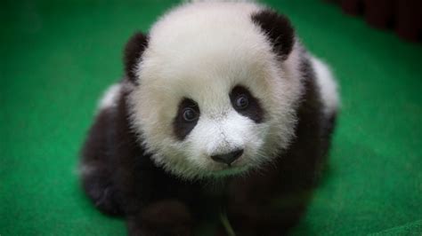 Baby panda born in Malaysia zoo makes public debut | CTV News