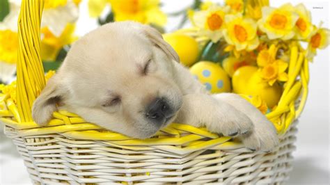 Golden Retriever puppy sleeping in a basket wallpaper - Animal wallpapers - #22209